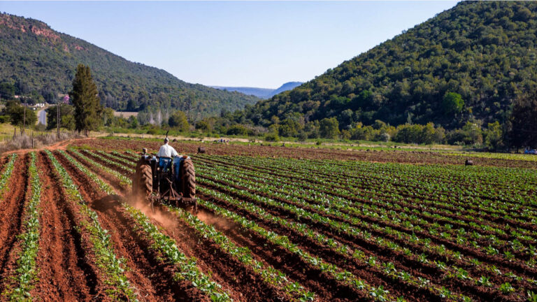 CAMPO ARANDO