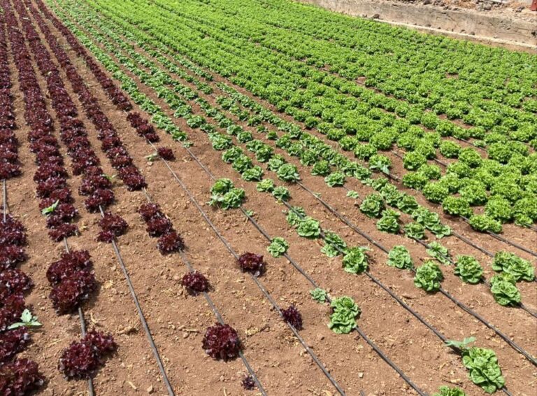 Cultivo de lechugas en Tenerife